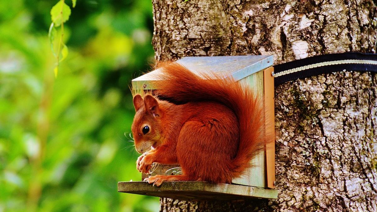 certificate de nastere ptr veverite