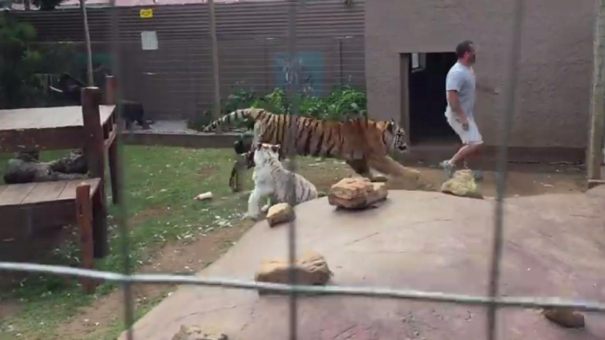 de ce nu este bine sa ii intorci spatele unui tigru de la zoo video
