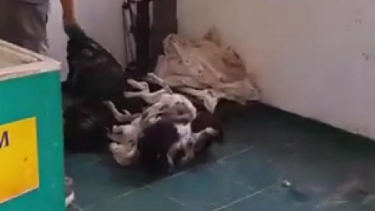 cadavre putrefactie campina