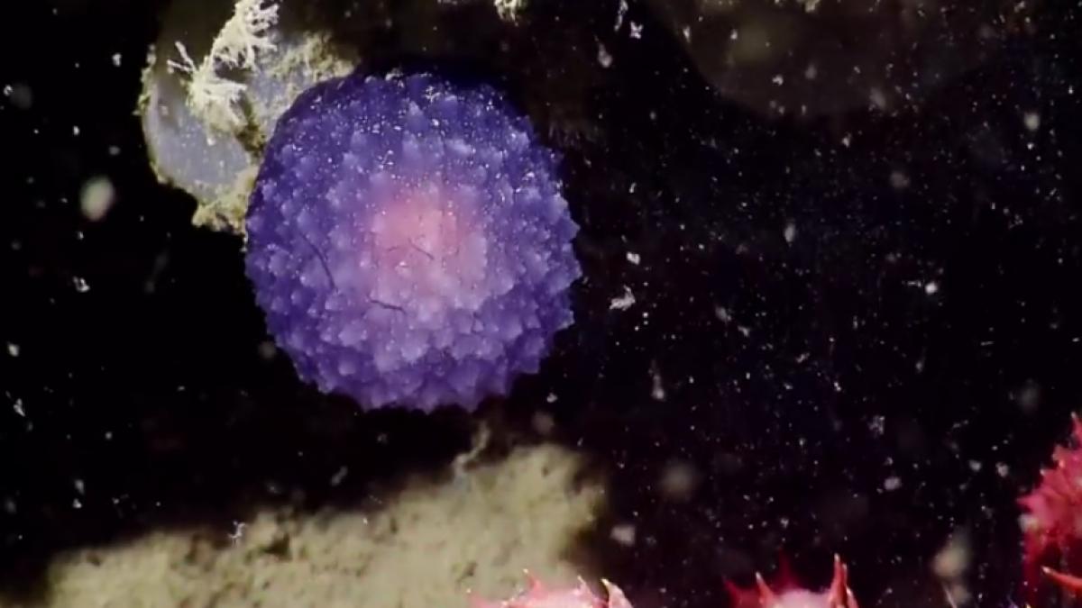 un glob violet descoperit pe fundul oceanului pacific nedumereste oamenii de stiinta