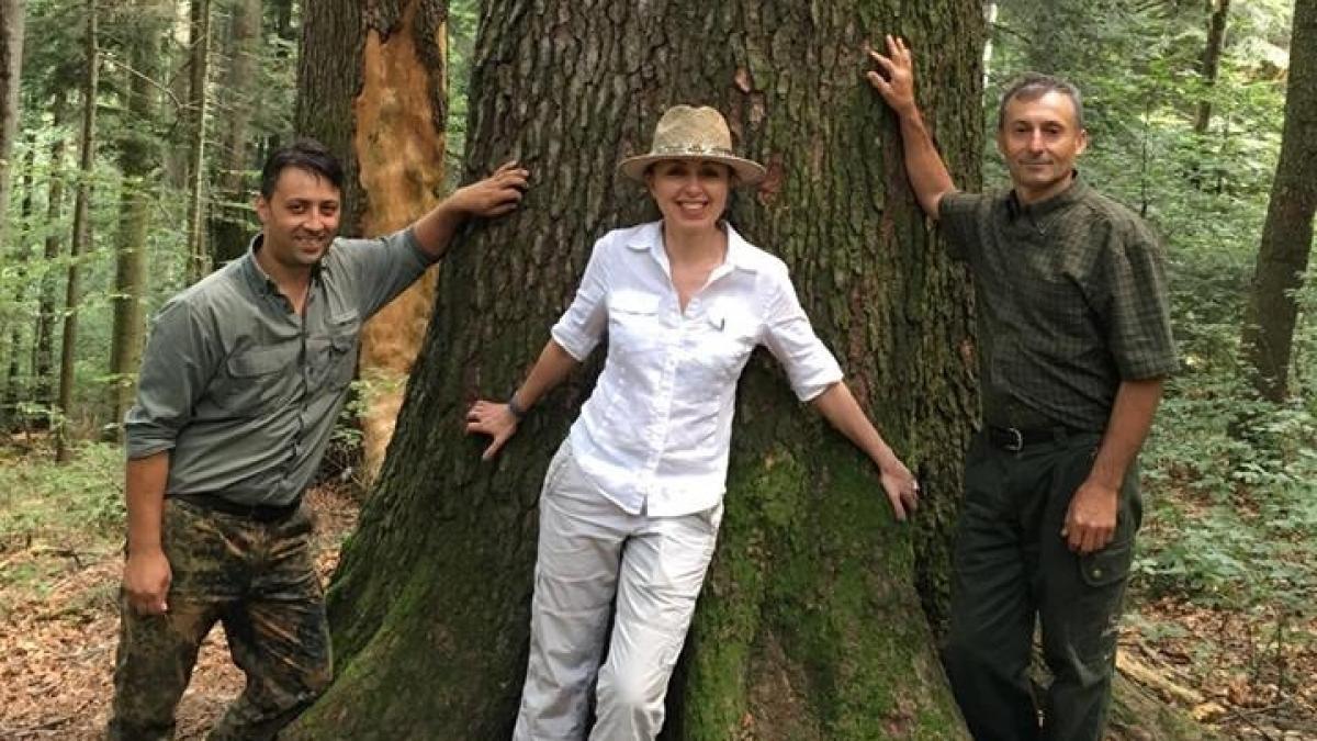 ministrul mediului se taie in continuare copaci ilegal dar se taie altfel mai sofisticat