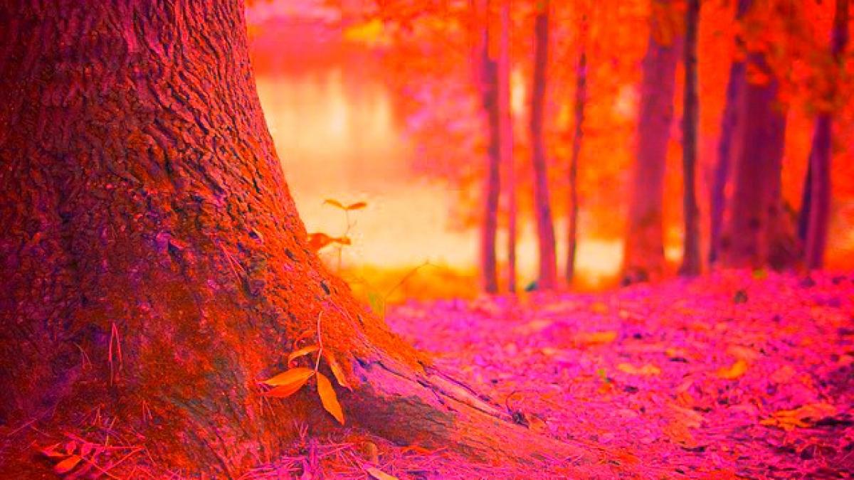 baiat de 12 ani gasit mort intr o padure de langa suceava anchetatorii au o ipoteza terifianta