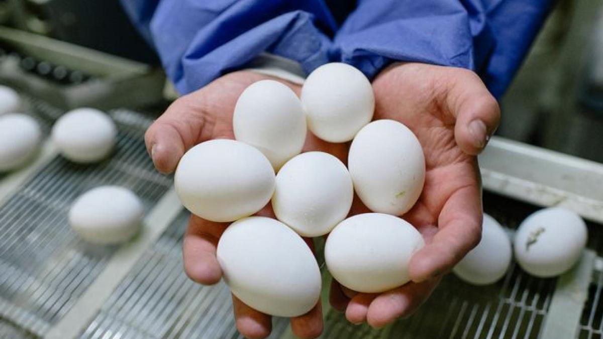 consumul de proteine slabe cum ar fi cele din nuci carne de pui si peste reduce riscul de deces