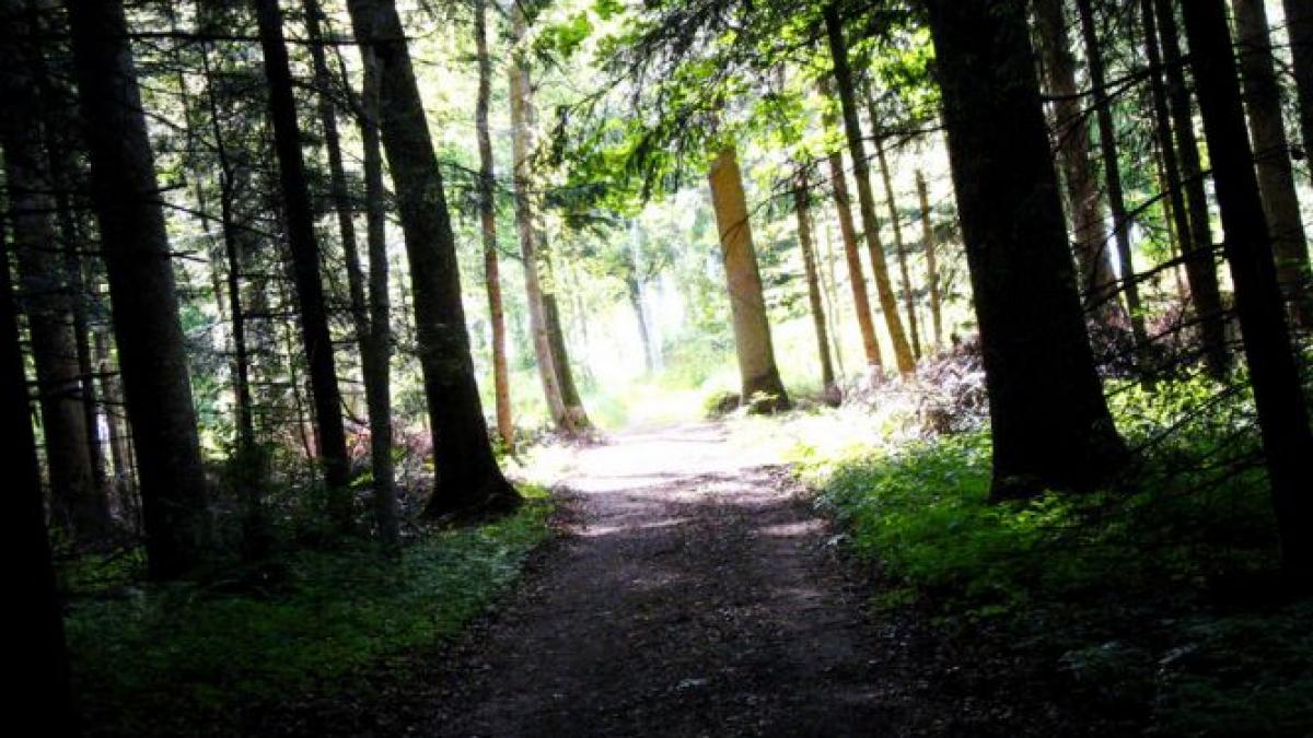 descoperire infioratoare copil de 12 ani gasit mort la marginea unei paduri