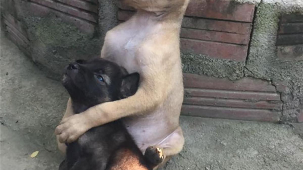 imaginea care face senzatie pe internet doi catei abandonati nedespartiti dupa ce au fost salvati