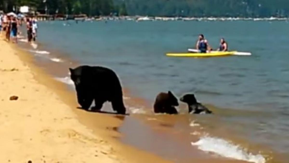 ursi baie lacul tahoe california