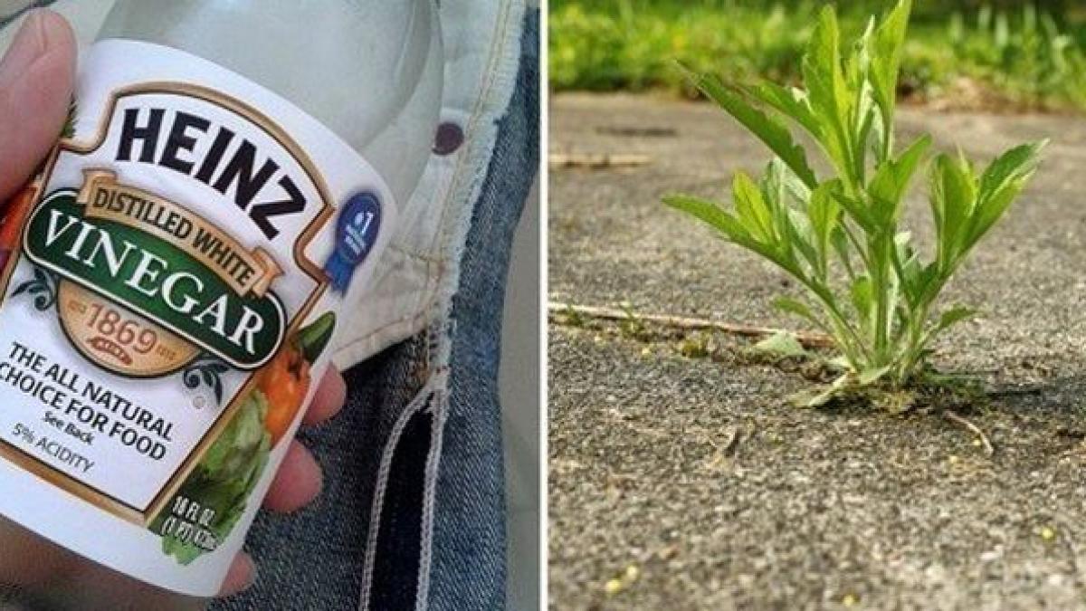 foarte tare s a apucat de gradinarit si dupa ce a folosit acest pont toate plantele i au crescut