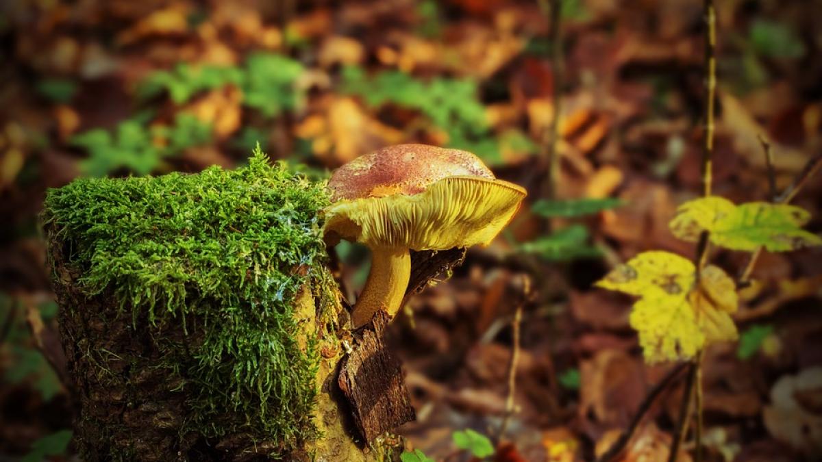alerta la hunedoara 13 persoane au ajuns la spital dupa ce au mancat ciuperci din padure