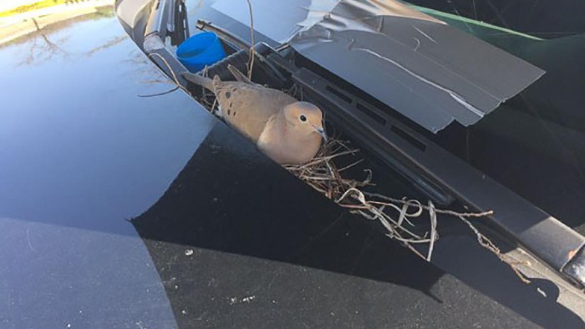 miracolul zilei porumbeii si au facut cuib in masina politiei afla reactia politistilor video