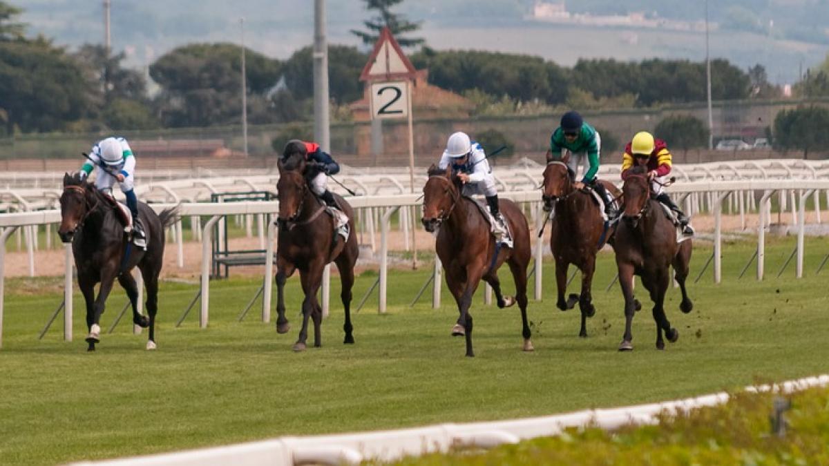 accident dramatic la o cursa hipica un cal a fost eutanasiat in fata spectatorilor dupa ce s a