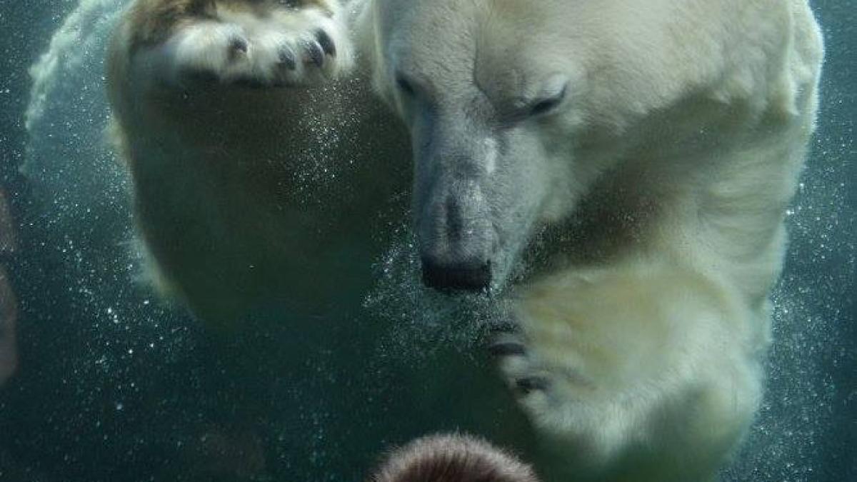 momentul magic intre un copil de patru ani si un urs polar de la zoo parintii si ceilalti turisti