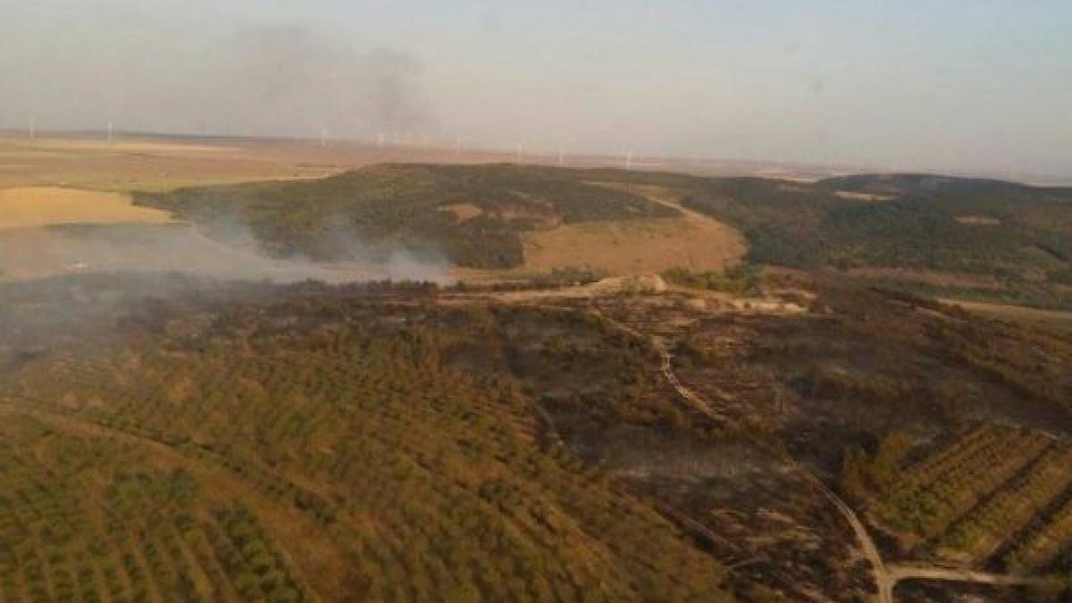 Incendiu de proporții în localitatea Crucea. O pădure riscă să ardă complet