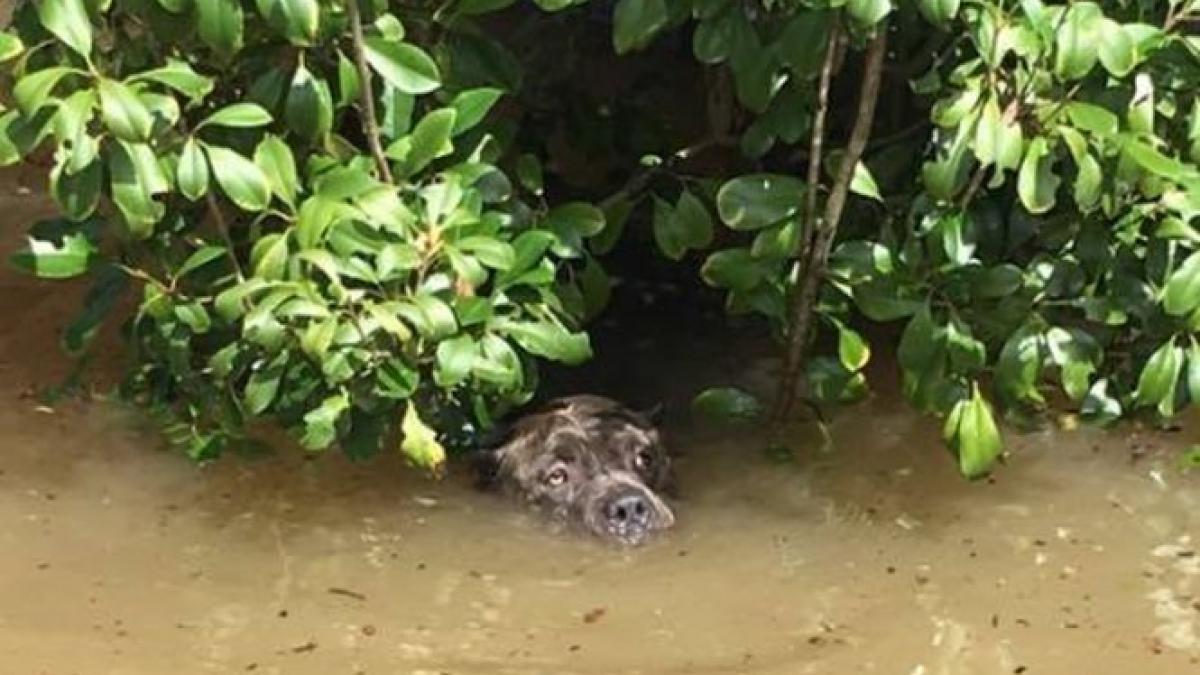 a vazut ceva miscandu se intr un tufis cand s a apropiat a ramas fara cuvinte a sarit imediat in