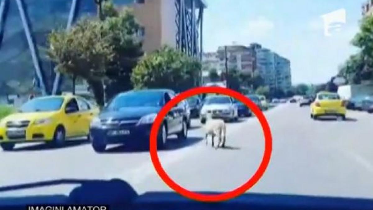 aparitie surpriza pe o strada din bacau soferii au scos telefoanele si au inceput sa filmeze