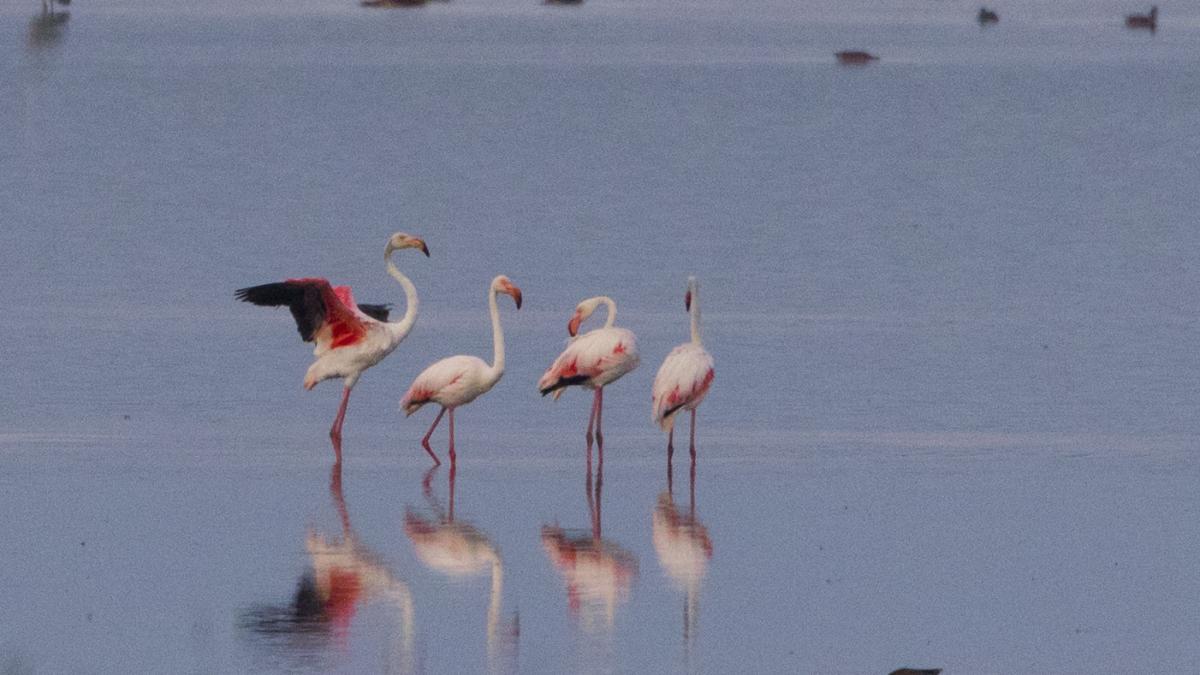 flamingo apa.jpg