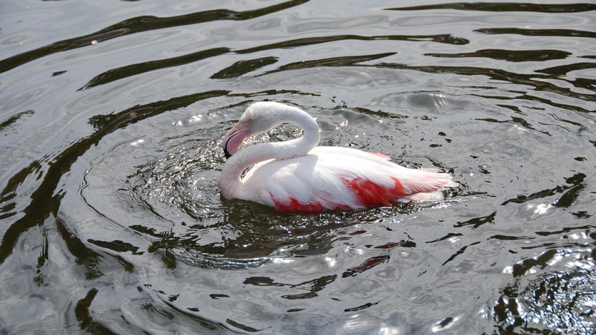 inedit pasari flamingo observate in delta dunarii