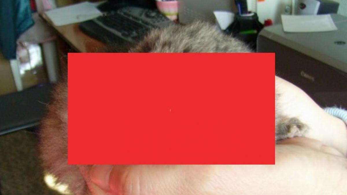 a luat patru pui aruncati intr o tufa a crezut ca sunt niste pisoi banali ce erau de fapt