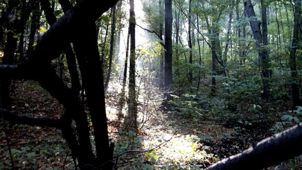 Exces de putere. Se încearcă modificarea vârstei de exploatare a arborilor
