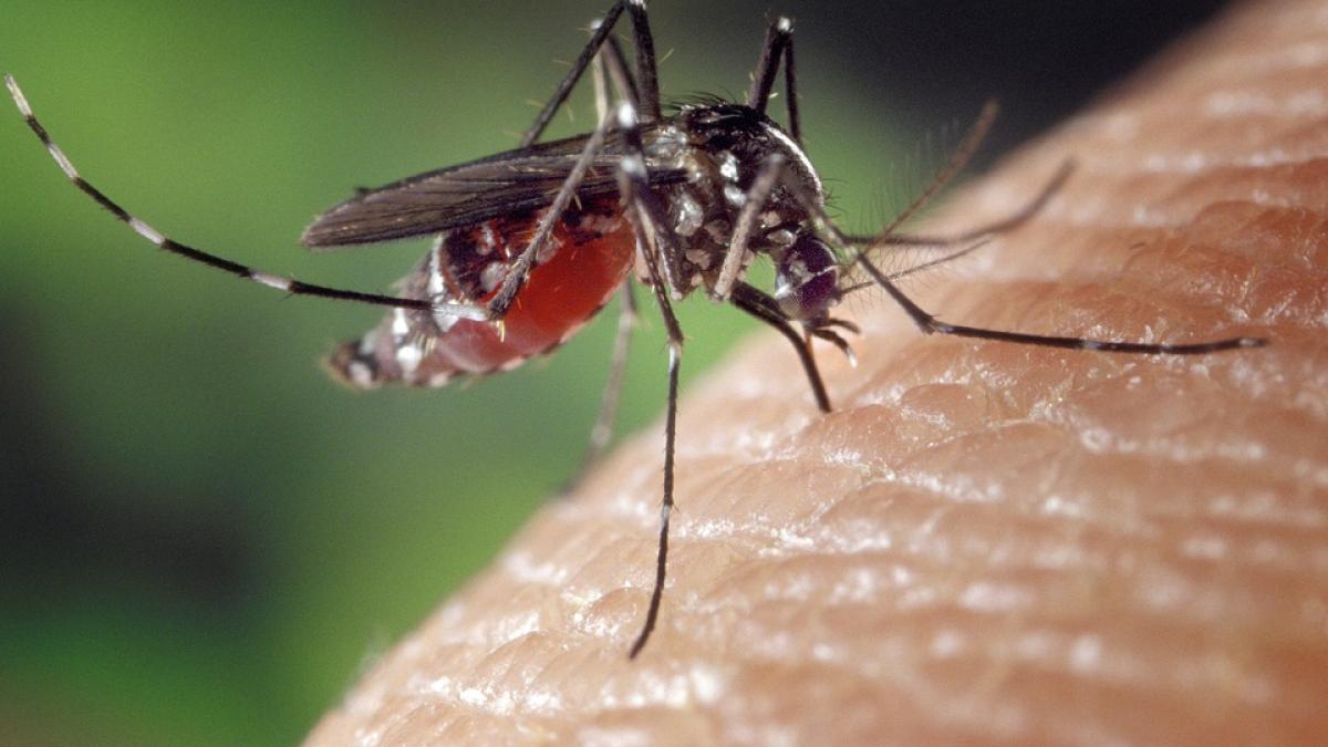 trei cazuri de infectie cu virusul west nile confirmate in dolj