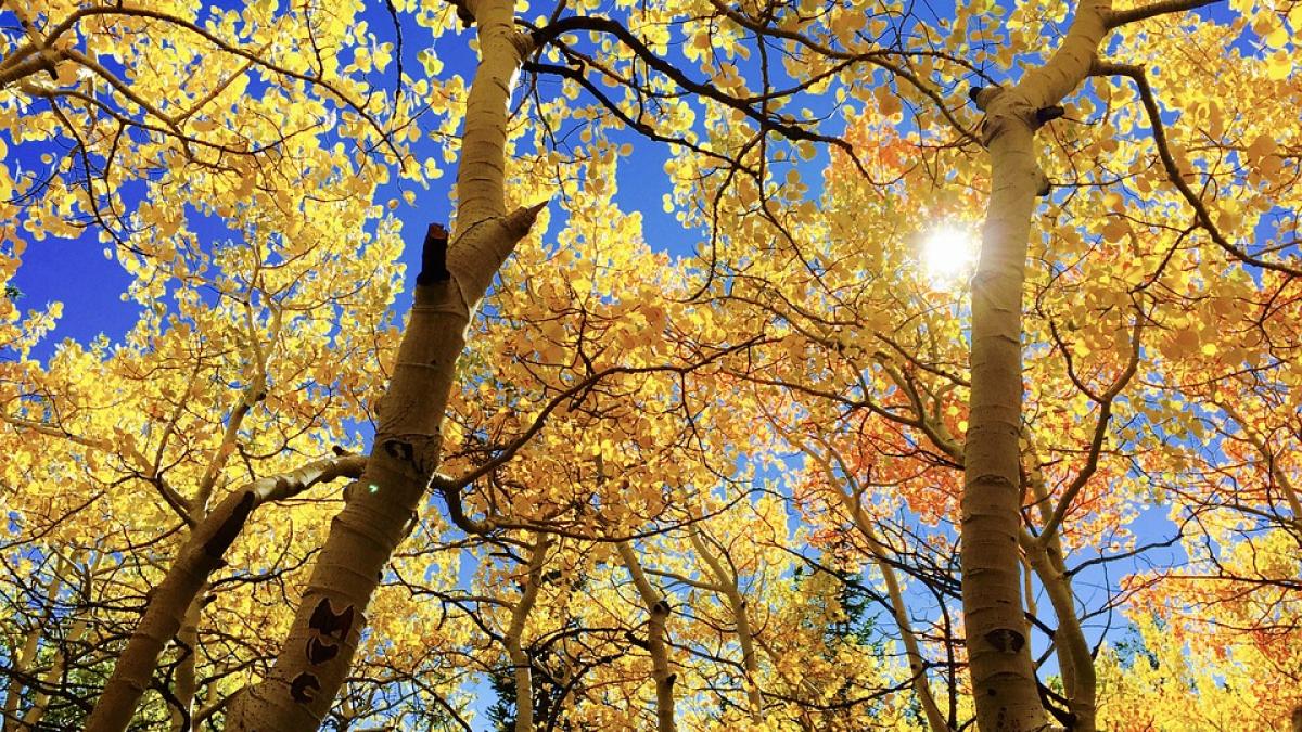 prognoza meteo pentru urmatoarele trei luni vesti excelente de la meteorologi