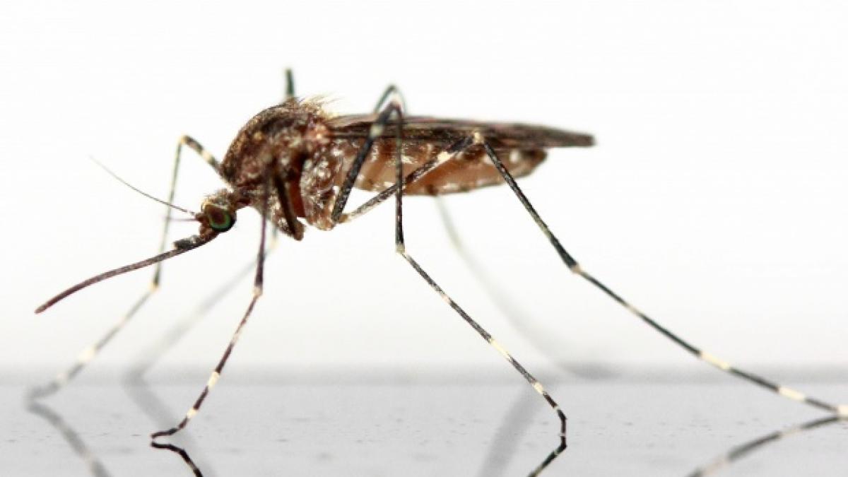 organizatia mondiala a sanatatii a anuntat cate infectii cu virusul zika s au inregistrat la