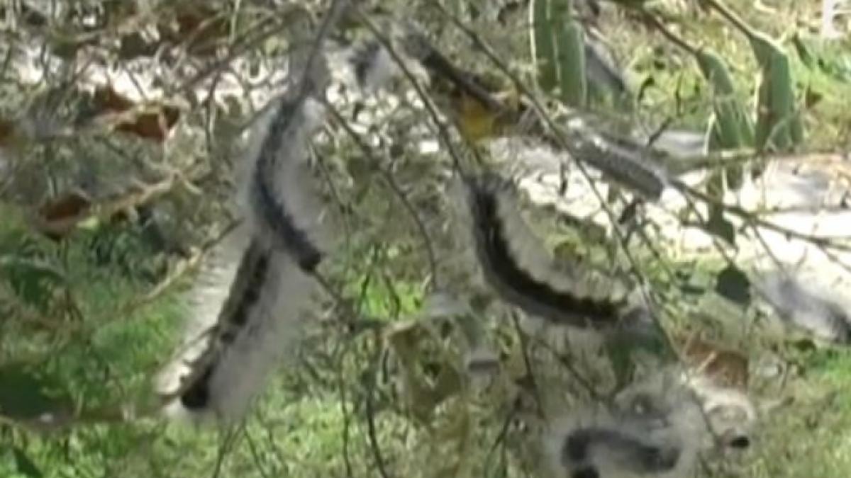 fenomenul care a devastat gradinile romanilor oamenii sunt disperati este invazie