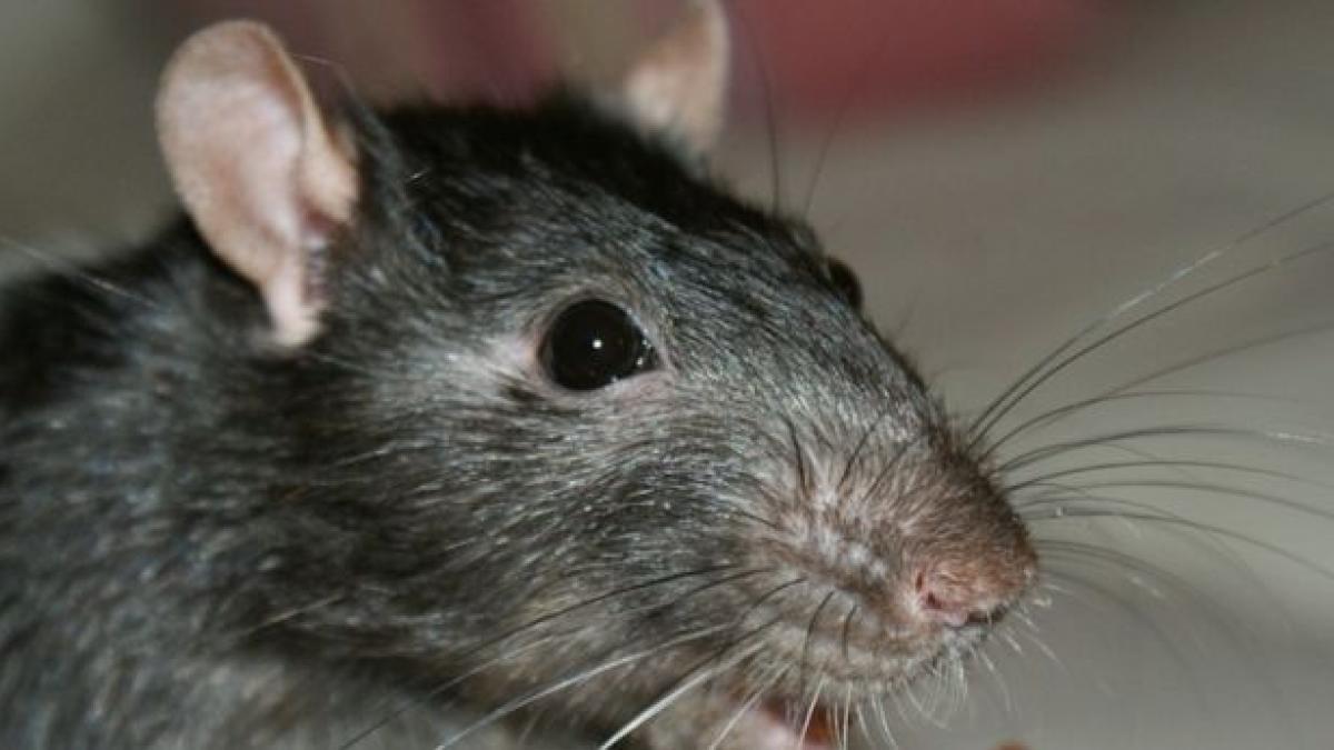 imagini incredibile la institutul de boli infectioase matei bals din capitala rozatoarele inca isi