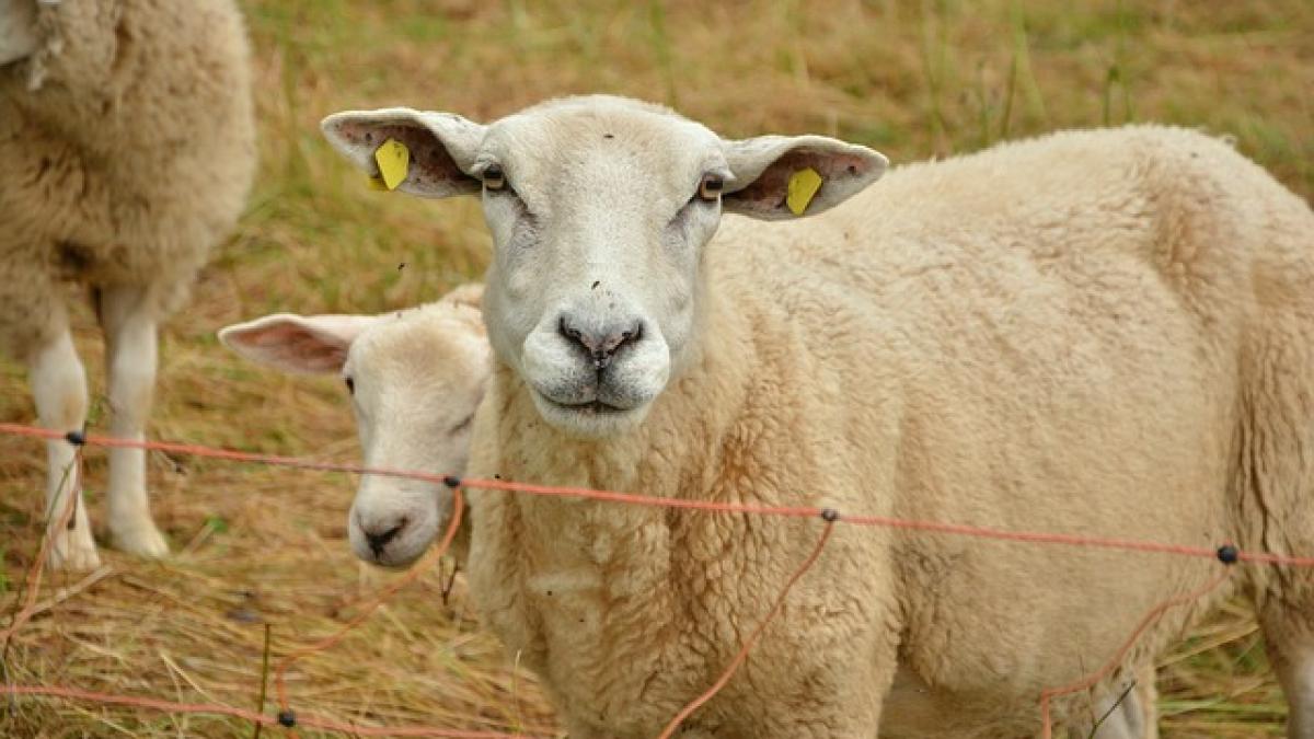 balada miorita apartine poporului bulgar ce argumente aduce un istoric