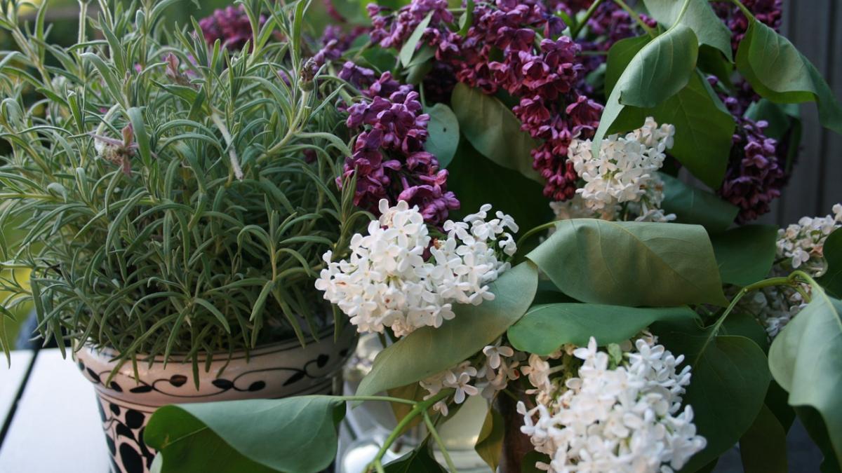plantele astea atrag energia pozitiva si te fac mai fericita trebuie sa le ai la tine in casa
