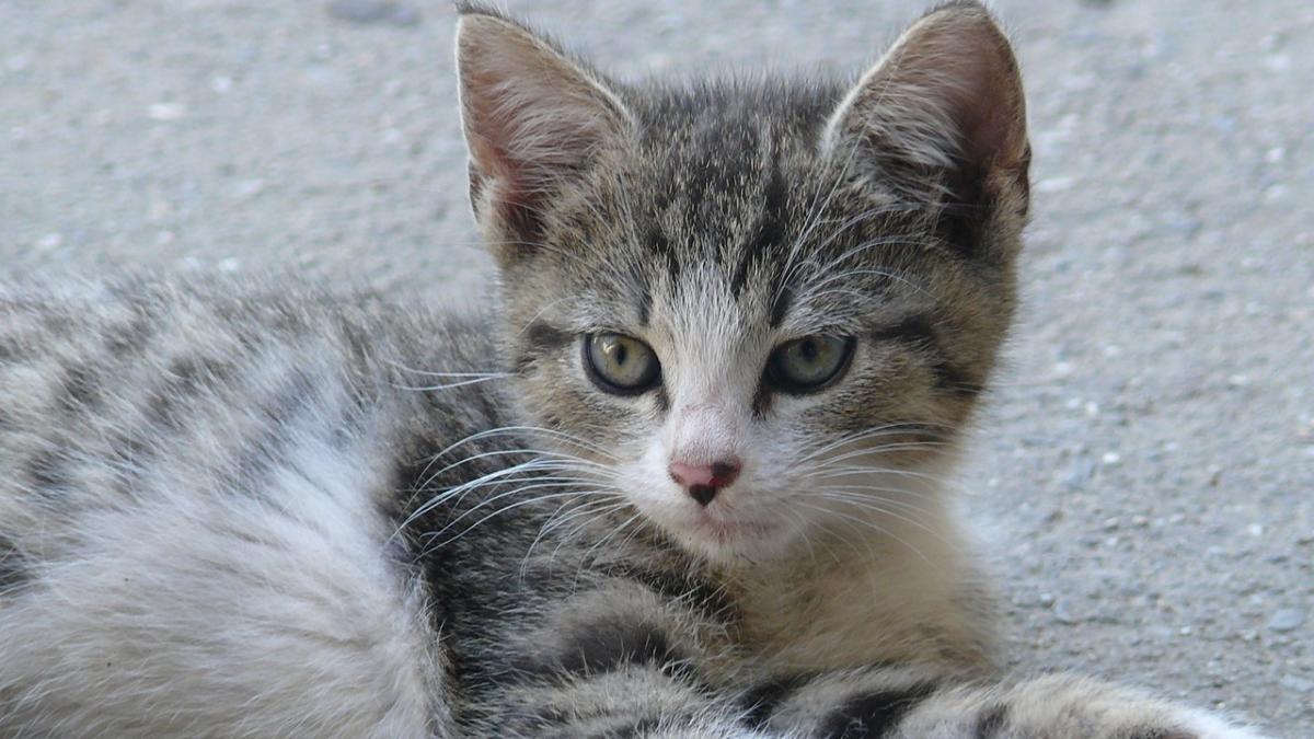 tanar pisica muscat batut inchisoare