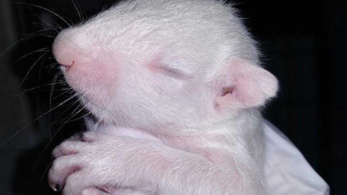 au salvat din salbaticie un pui de animal fara sa stie cu e surpriza uriasa