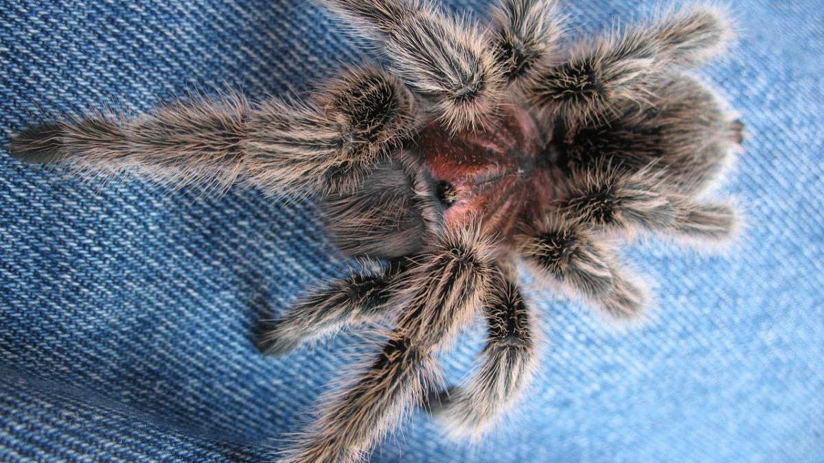 experti estimare paianjeni invazie solutie