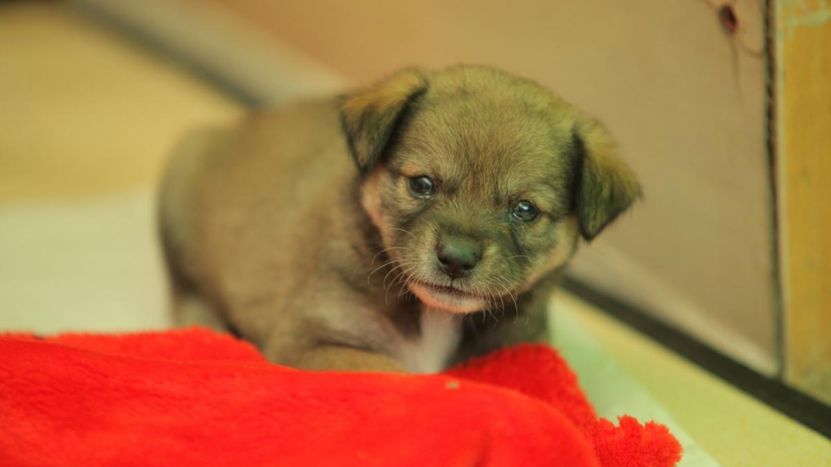 chile maidanezi program dresaj politisti