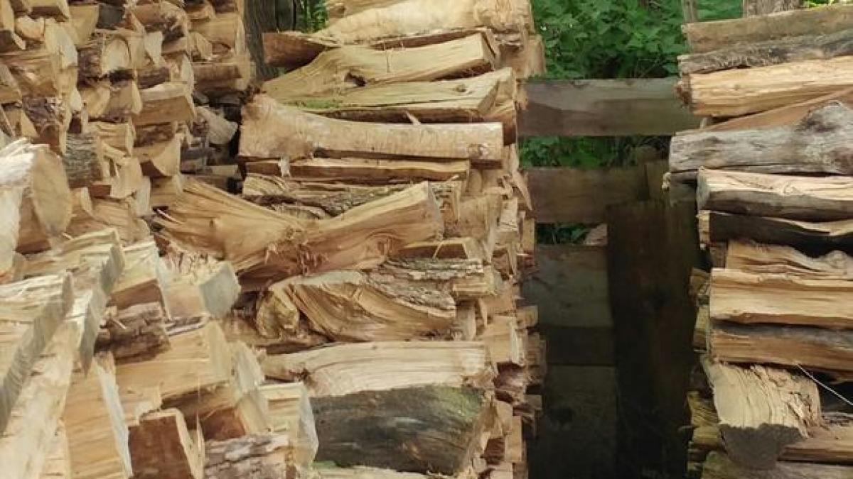 testul pe care putini il pot trece tu poti gasi pisica din aceasta imagine