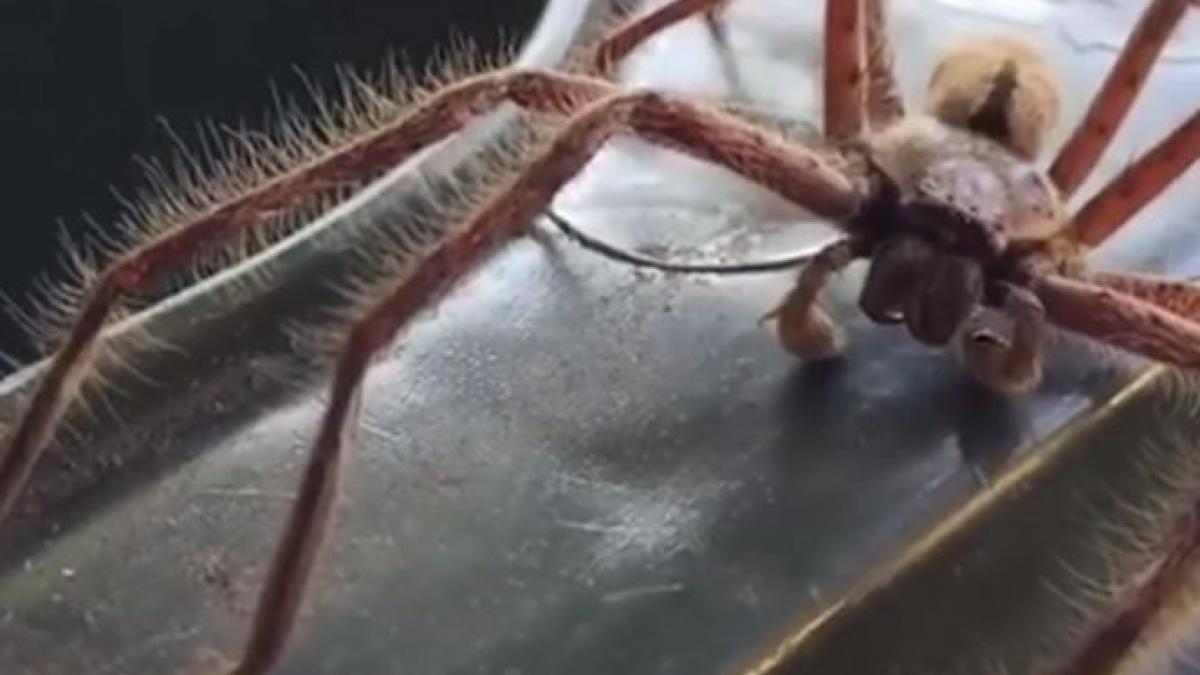 a vazut un paianjen urias pe mana in timp ce conducea reactia ei a fost catastrofala