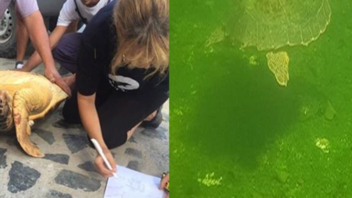 descoperire neasteptata pe plaja din vadu este unica in romania