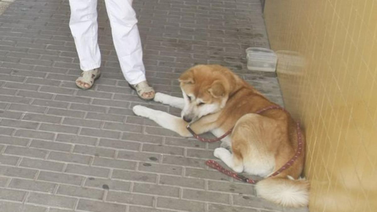 s a asezat in usa spitalului si nu voia sa se miste de acolo cand si au dat seama pe cine asteapta