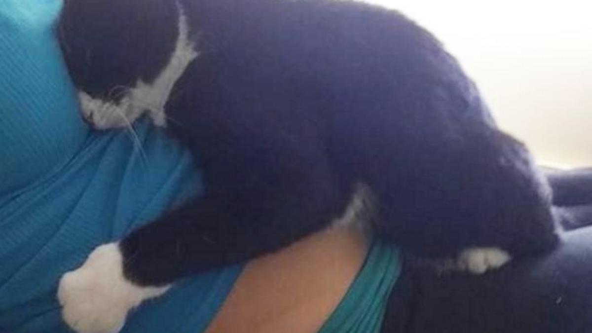 acestei pisici ii placea sa se ghemuiasca langa burtica stapanei sale insarcinate ce s a intamplat