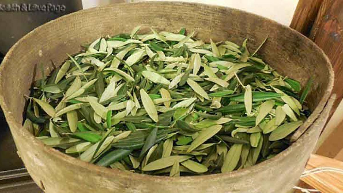 remediul din biblie vechi de 3500 de ani care vindeca toate bolile