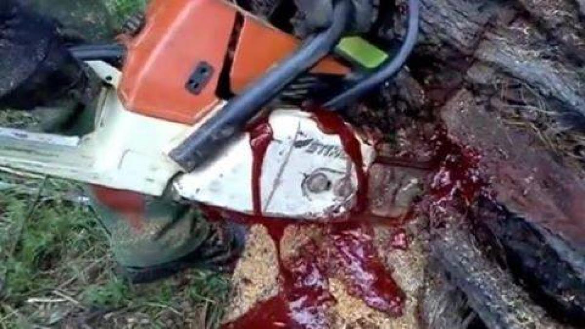 au taiat un copac si au facut o descoperire infricosatoare de ce a inceput sa curga sange