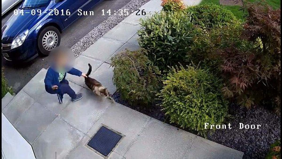baietel de cinci ani filmat in timp ce chinuie pisica vecinului razbunarea felinei a devenit virala