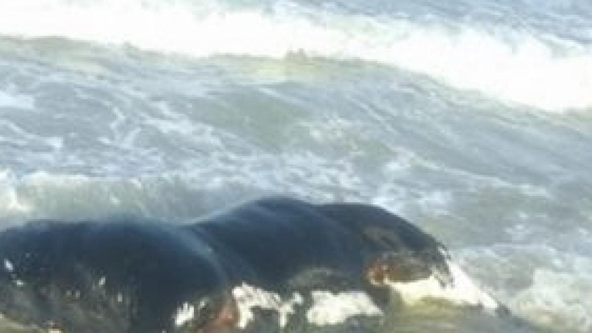 imagini ingrozitoare la malul marii ce a aparut pe plaja din eforie