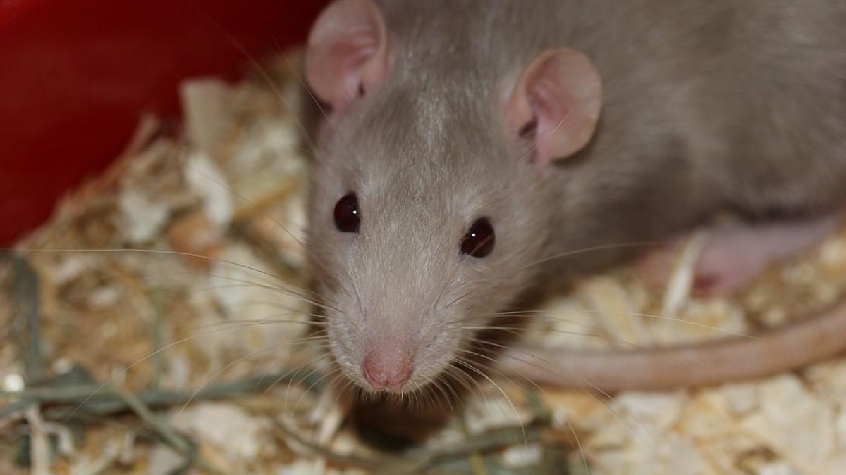 sobolanii au invadat un oras din romania spatiul verde a devenit raiul lor