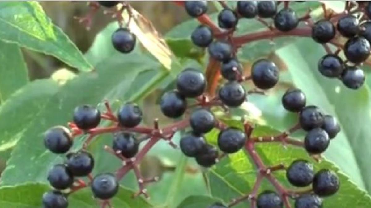 un copil de 11 ani din piatra neamt a ajuns la spital dupa ce a mancat fructe de matraguna