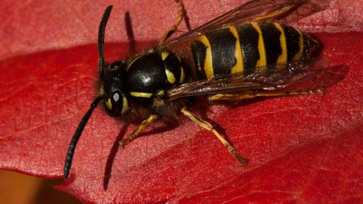 alerta la targu mures din cauza viespilor gigant