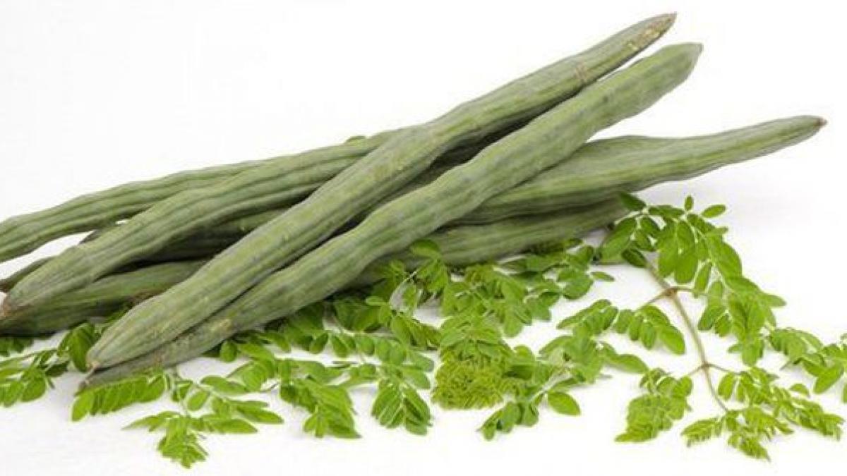 asta este copacul miraculos care vindeca 300 de boli inclusiv tumorile si diabetul