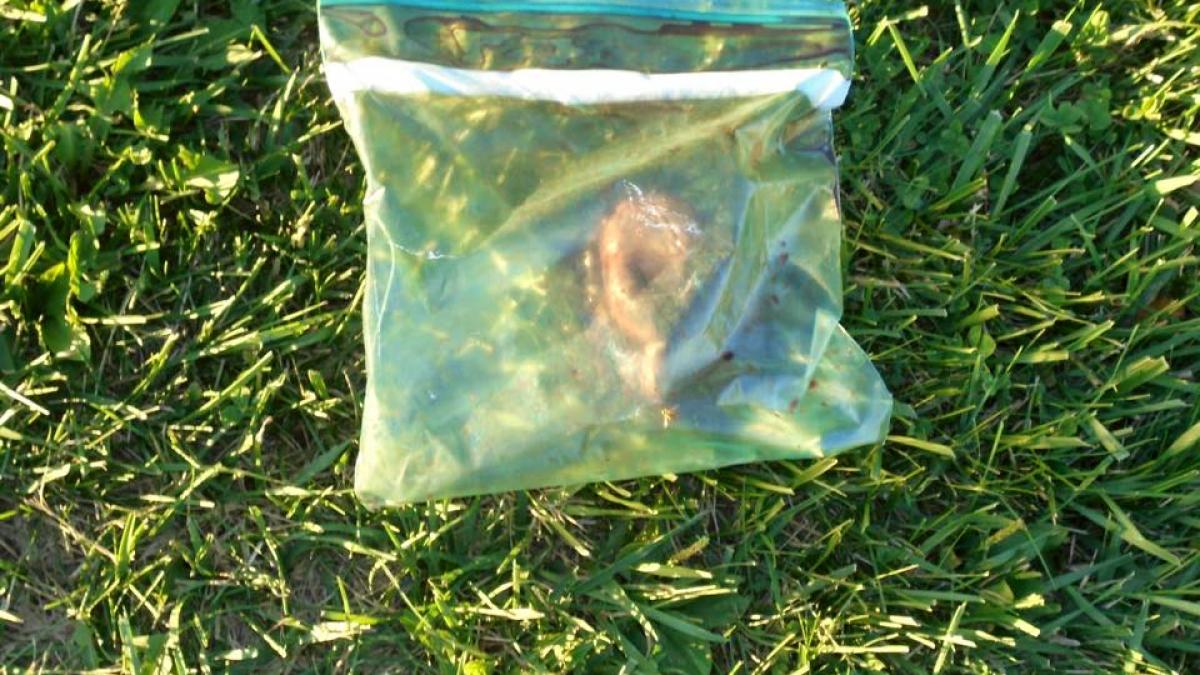 descoperire macabra intr un tomberon ce au gasit politistii