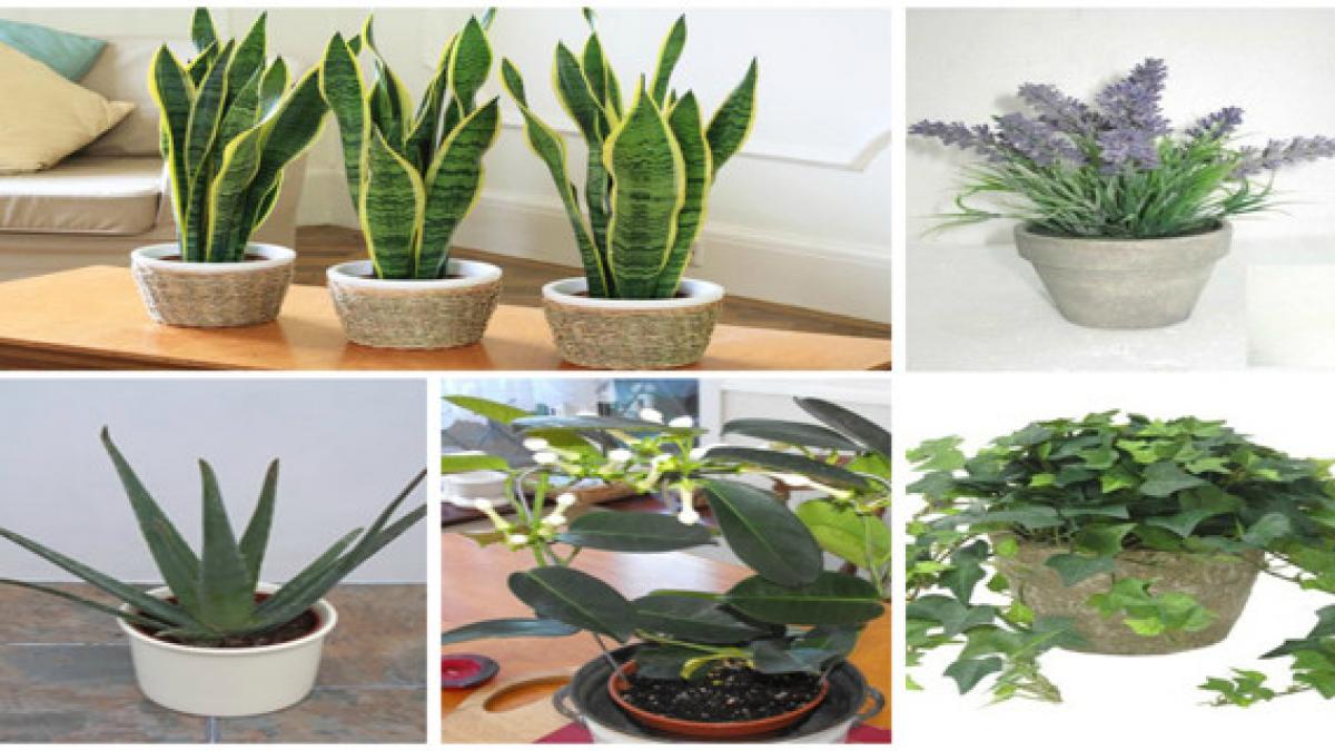 vrei sa dormi mai bine trebuie sa ai aceste plante la tine in dormitor