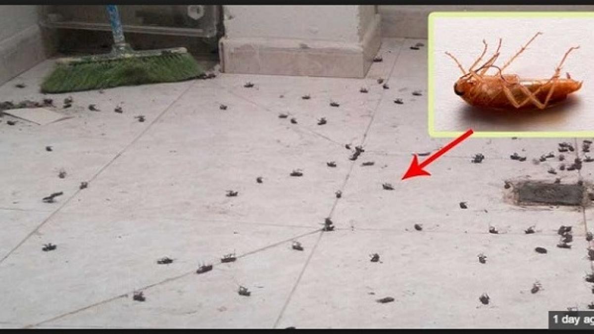 cel mai eficient mod in care scapi de gandacii din casa pentru totdeauna