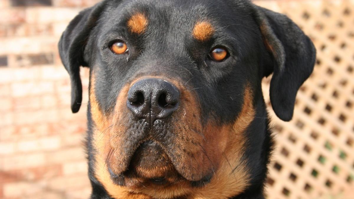 moarte groaznica pentru un barbat din dolj a fost omorat de un rottweiler